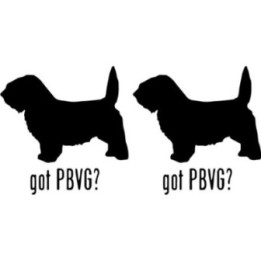 Buy Got Petit Basset Vendeen Griffon Dog Online