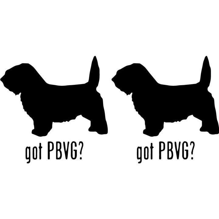 Buy Got Petit Basset Vendeen Griffon Dog Online