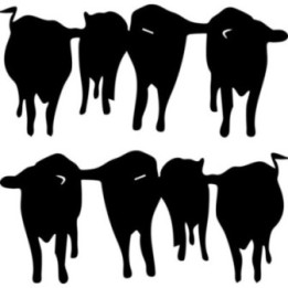 Cattle Herd Silhouette Stickers – Farm Cow Decals (2-Pack)
