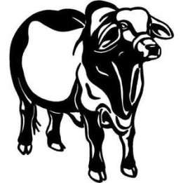 Brahman Bull Stickers – Cattle Ranch Decals (2-Pack)