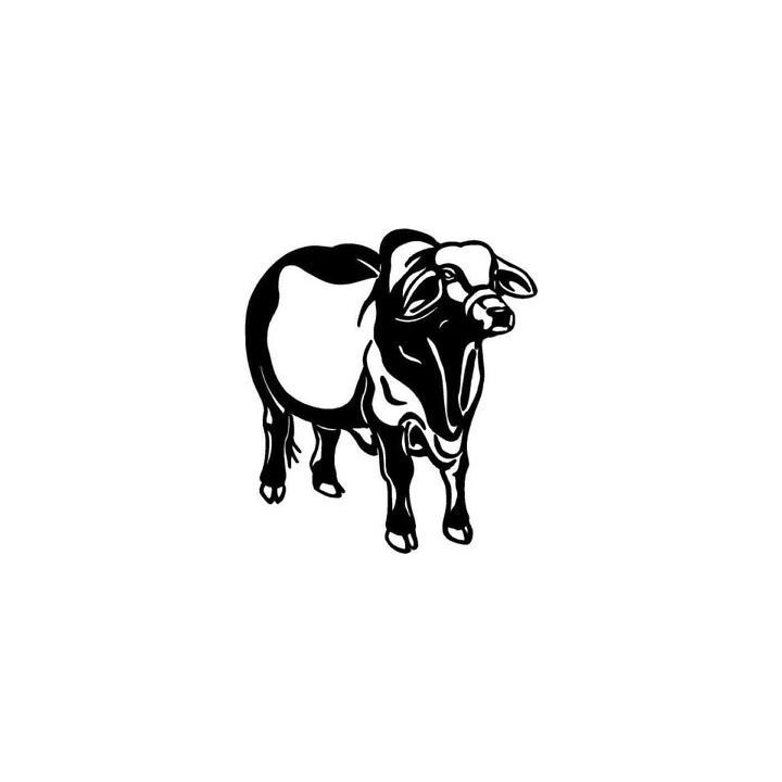 Brahman Bull Stickers – Cattle Ranch Decals (2-Pack)