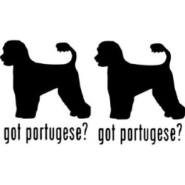 Buy Got Portugese Water Dog Online
