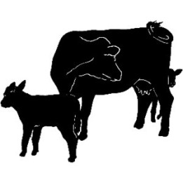 Cow and Calf Stickers – Dairy Cattle Decals (2-Pack)