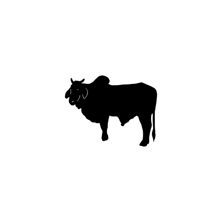 Brahman Bull Stickers – Cattle Farm Animal Decals (2-Pack)