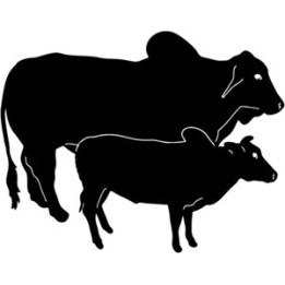 Brahman Cattle Stickers – Cow & Calf Silhouette (2-Pack)