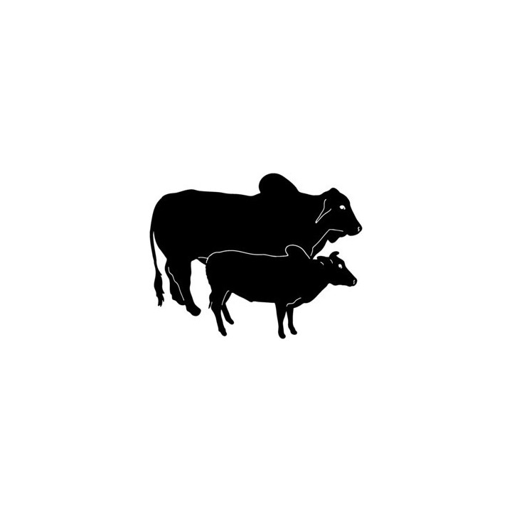 Brahman Cattle Stickers – Cow & Calf Silhouette (2-Pack)