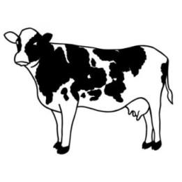 Cow Stickers – Friesian Holstein Farm Decals (2-Pack)