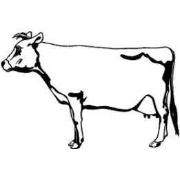 Cattle Cow Stickers – Farm Ranch Decals (2-Pack)
