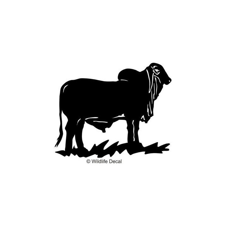 Brahman Bull Stickers – Cattle Ranch Decals (2-Pack)