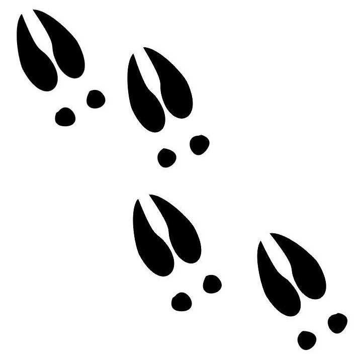 Buck Deer Vinyl Decal Sticker V42 - DecalsHouse