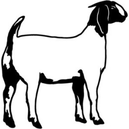 Goat Stickers – Boer Goat Farm Animal Decals (2-Pack)