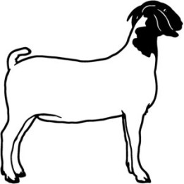 Boer Goat Stickers – Farm Animal Decals (2-Pack)