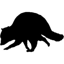 Raccoon Coon Vinyl Decal Sticker V15 - DecalsHouse