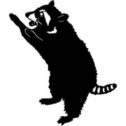 Raccoon Coon Vinyl Decal Sticker V17 - DecalsHouse