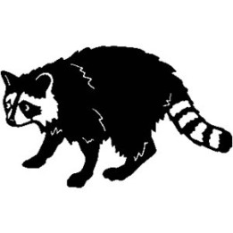 Raccoon Coon Vinyl Decal Sticker V2 - DecalsHouse