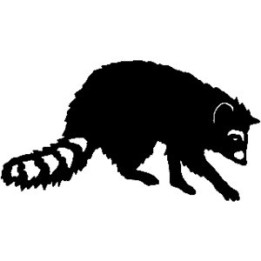 Raccoon Coon Vinyl Decal Sticker V21 - DecalsHouse