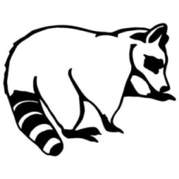 Raccoon Coon Vinyl Decal Sticker V26 - DecalsHouse