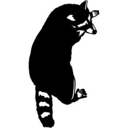 Raccoon Coon Vinyl Decal Sticker V31 - DecalsHouse