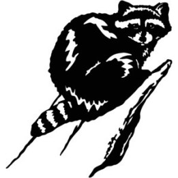 Raccoon Coon Vinyl Decal Sticker V32 - DecalsHouse