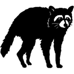 Raccoon Coon Vinyl Decal Sticker V4 - DecalsHouse