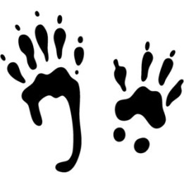 Squirrel Prints Vinyl Decal Sticker - DecalsHouse