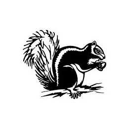 Squirrel Vinyl Decal Sticker V14 - DecalsHouse