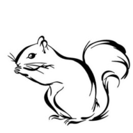 Squirrel Vinyl Decal Sticker V22 - DecalsHouse