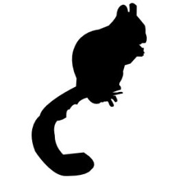 Squirrel Vinyl Decal Sticker V35 - DecalsHouse
