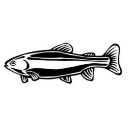 Rainbow Trout Vinyl Decal Sticker V10 - DecalsHouse