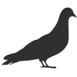 Pigeon Vinyl Decal Sticker V20 - DecalsHouse
