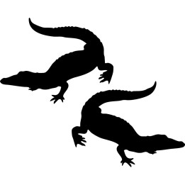Buy Alligator Online