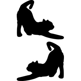Buy Cat Stretching Online