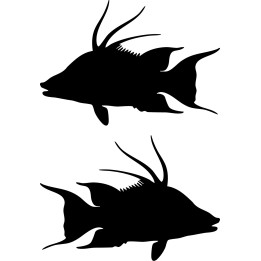 Grouper Vinyl Decal Sticker - DecalsHouse