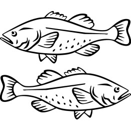 Cod Fish Stickers – Sea Fishing Decals (2-Pack)