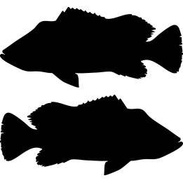 Chilean Sea Bass Stickers – Fish Silhouette Decals (2-Pack)
