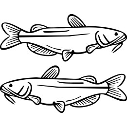 Catfish Vinyl Decal Sticker V30 - DecalsHouse
