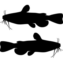 Catfish Vinyl Decal Sticker V27 - DecalsHouse