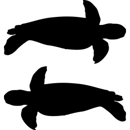 Sea Turtle Stickers – Marine Ocean Decals (2-Pack)