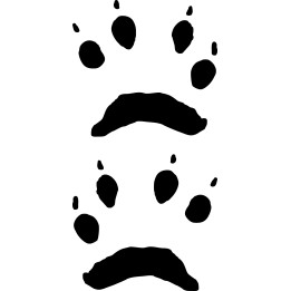 Buy Red Squirrel Paw Print Foot Track Decal Sticker Online