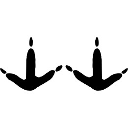 Buy Pheasant Foot Print Foot Track Decal Sticker Online