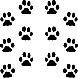 Buy Paw Prints Decal Sticker Online