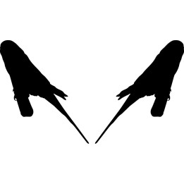 Buy Parakeet 1 Decal Sticker Online