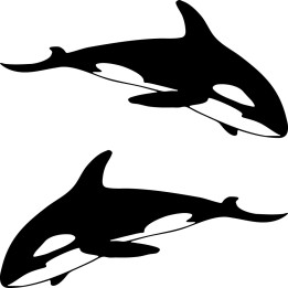 Orca Killer Whale Stickers – Sea Life Decals (2-Pack)
