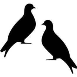 Buy Duif 6 Decal Sticker Online