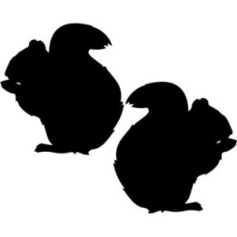 Buy Eekhoorn Decal Sticker Online