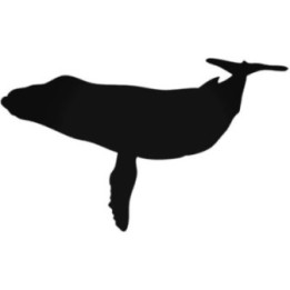 Humpback Whale Stickers – Marine Wildlife Decals (2-Pack)